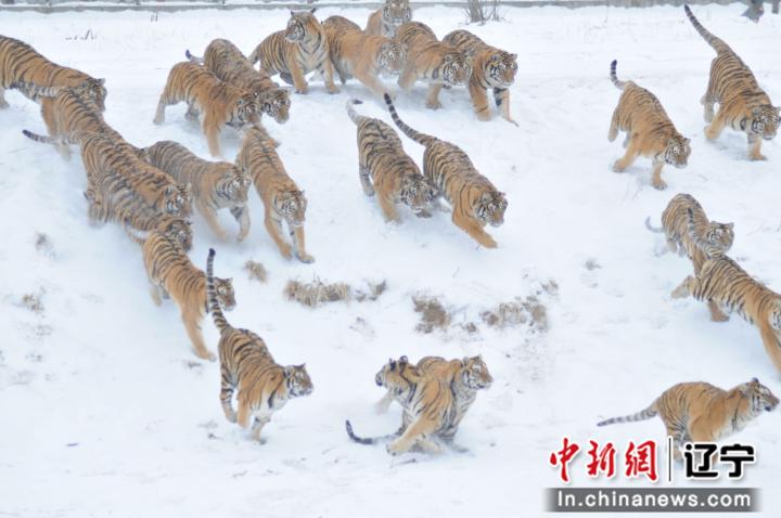 沈阳市冰雪旅游项目__沈阳冰雪大世界在哪里