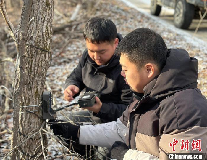 中国野生虎豹分布核心区强化科技巡护预防“人兽冲突”__中国野生虎豹分布核心区强化科技巡护预防“人兽冲突”